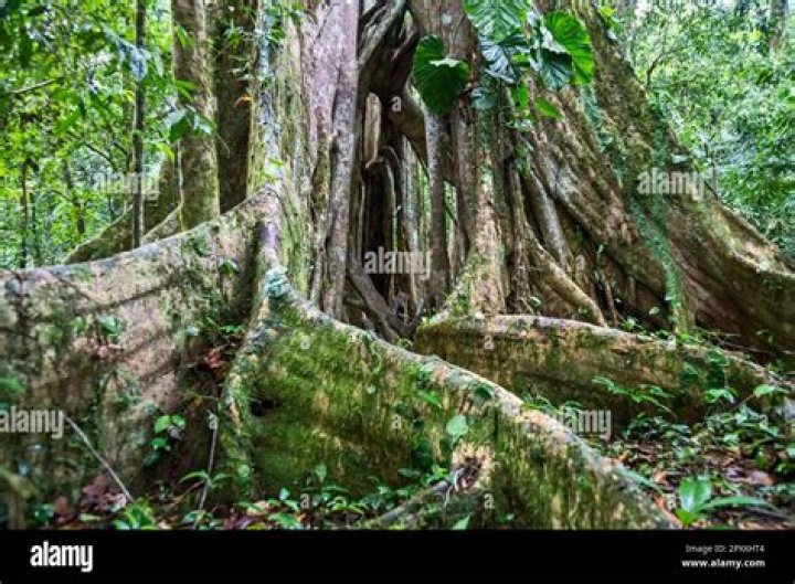 Renowned Celebrities With Costa Rican Roots: Discover Their Star Power