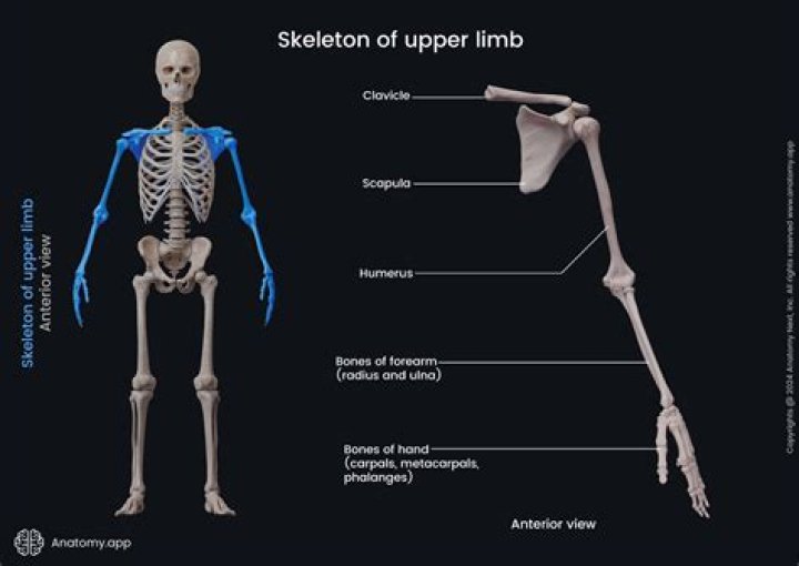 The Ultimate Guide To Understanding "Limb By Limb" Meaning: A Comprehensive Explanation